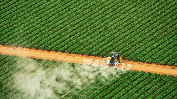 Best Termite Control Services  in Manson, IA