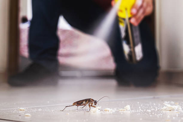 Best Exterminator Services  in Manson, IA